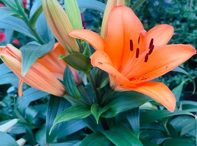 Lägenhet Center Figueres (Girona)