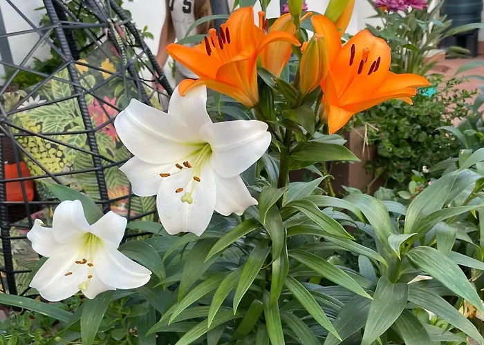 Lägenhet Center Figueres (Girona)