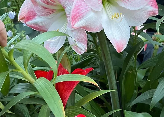 Center Figueres (Girona)