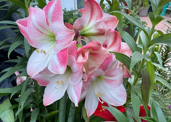 Lägenhet Center Figueres (Girona)