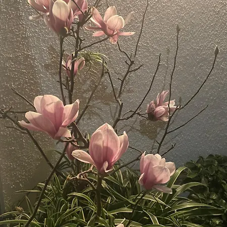 Center *